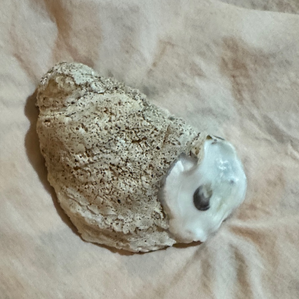 Handcrafted oyster shell!! - Picture 4 of 6